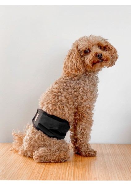 Erkek Köpekler Için Çiş Bezi & Erkek Köpek Külot Renkleri indirimleri