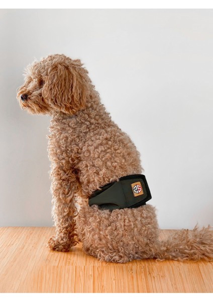 Erkek Köpekler Için Çiş Bezi & Erkek Köpek Külot Renkleri