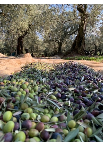 Zeytinyağlı Vücut Ovması (Peeling) 350 ml Kavanoz fırsatları