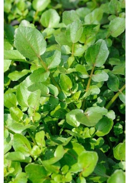 Roka Tohumu 10 gr fiyatları