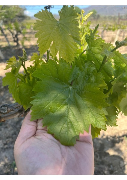 Manisa Sultaniye İlk Hasat İnce Damarsız Salamura Uç Asma Yaprağı 2025 Yeni Sezon indirimleri