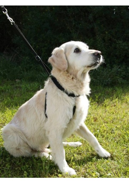 Köpek Eğitim Tasması 55 cm x 80 cm fiyatları