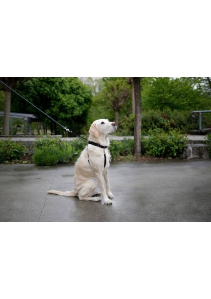 Köpek Eğitim Tasması 55 cm x 80 cm fırsatları