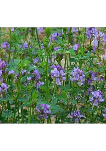 Osm Tohumculuk Kaplı Yonca Tohumu Kaplamalı 10 kg modelleri