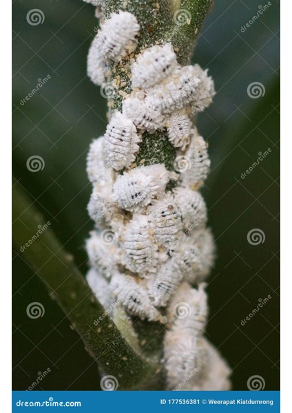 Armenbotanik Unlu Pamuk Biti, Yaprak Biti ve Sinek İlacı 1000 ml fırsatları