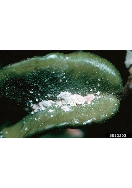 Armenbotanik Unlu Pamuk Biti, Yaprak Biti ve Sinek İlacı 1000 ml indirimleri