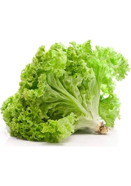 Yazlık Kıvırcık Marul Tohumu 10 gr
