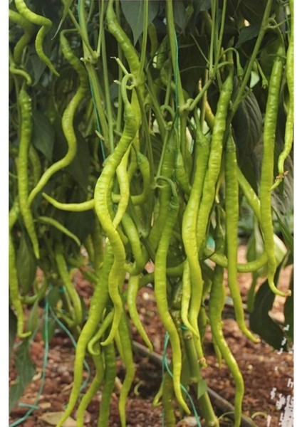 Tatlı Kıl Biber Tohumu 10 gr fiyatları