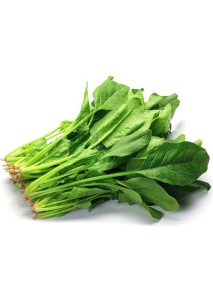 Ispanak Tohumu 25 gr