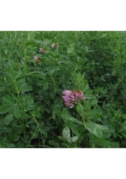 Osm Tohumculuk Kaplı Yonca Tohumu Kaplamalı 10 kg Dayanıklı Yonca Tohumu fırsatları