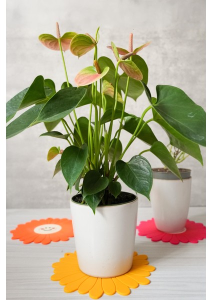 Papatya Model Kokulu Silikon Nihale Tencere Demlik Altlığı indirimleri