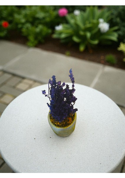 -Beton Saksıda Şoklanmış Lavanta Ofis Salon Hediyelik Çiçek