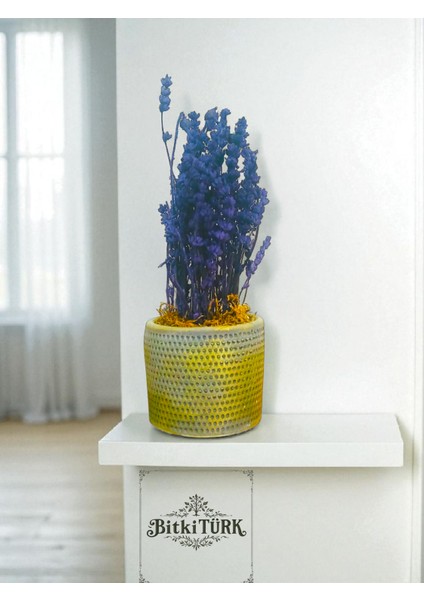 -Beton Saksıda Şoklanmış Lavanta Ofis Salon Hediyelik Çiçek fiyatları