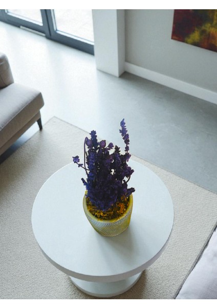 -Beton Saksıda Şoklanmış Lavanta Ofis Salon Hediyelik Çiçek fırsatları