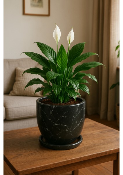 Tabaklı Siyah Mermer Desenli U Çömlek Saksı 24X24 cm