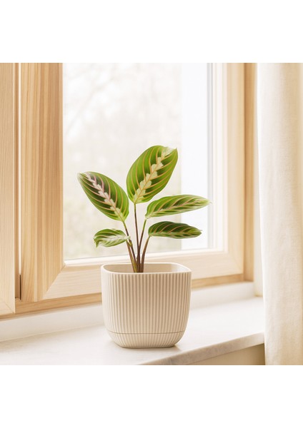 Mini Kare Krem Saksı 242200