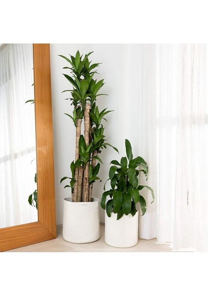 Ikili Dekoratif Jüt Saplı Hasır Sepet Saksı 30 cm ve 25 cm , Dekoratif Saksı ve Havluluk