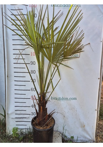 2 Yaş Tüylü Palmiye Fidanı-Akdeniz Palmiyesi