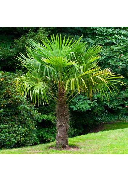 2 Yaş Tüylü Palmiye Fidanı-Akdeniz Palmiyesi fiyatları
