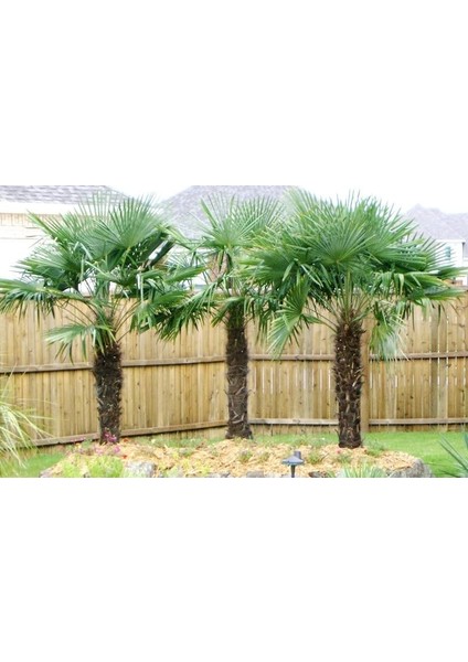 2 Yaş Tüylü Palmiye Fidanı-Akdeniz Palmiyesi modelleri