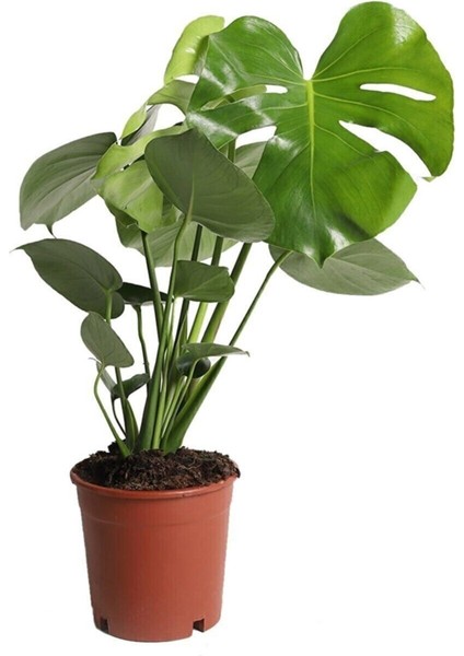 Monstera - Deve Tabanı Bitkisi 70-90 cm fiyatları