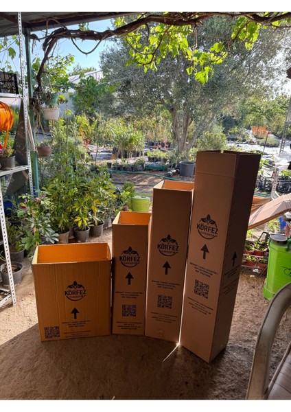 Monstera - Deve Tabanı Bitkisi 70-90 cm modelleri