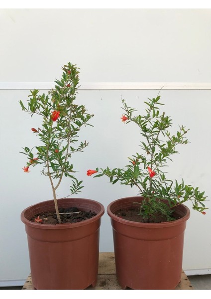 Süs Narı Fidanı Saksılı (5,5 Litre) Ev , Ofis Için Bonsai Cüce Süs Nar Fidanı modelleri