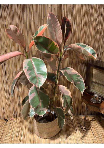 Ficus Elastica Belize Alacalı Kauçuk Bitkisi Tek Gövde 70-80 cm Boy Özel Kutulu fiyatları