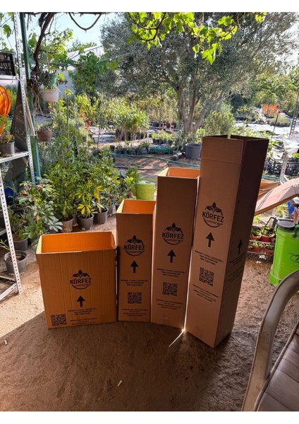 Ficus Elastica Belize Alacalı Kauçuk Bitkisi Tek Gövde 70-80 cm Boy Özel Kutulu modelleri