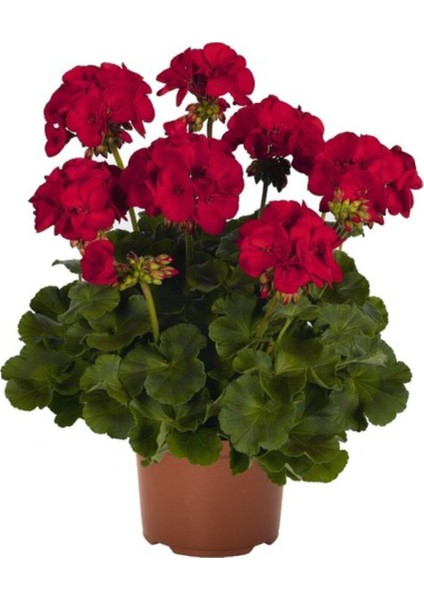 Koyu Kırmızı Sardunya Çiçeği Fidanı 10-20 cm