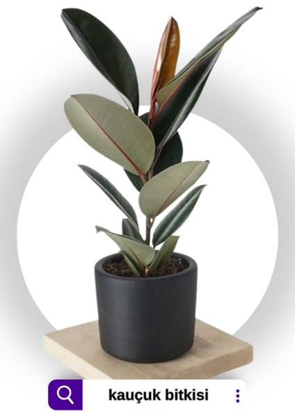 Kauçuk Bitkisi (Ficus Elastica) Tek Gövdeli 70-90CM