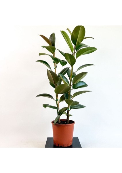 Kauçuk Bitkisi (Ficus Elastica) Tek Gövdeli 70-90CM fiyatları