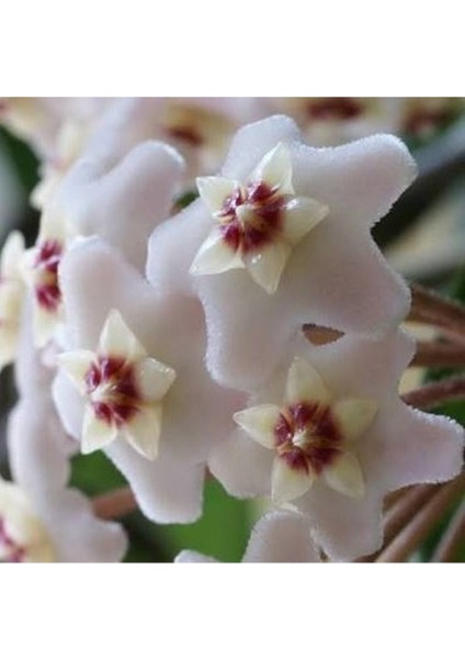 Hoya Cornosa - Mum Çiçeği, Saksıda