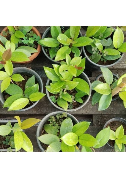 Hoya Cornosa - Mum Çiçeği, Saksıda fiyatları