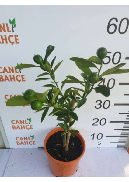 65 cm Bodur Yediveren Limon Ağacı Fidanı,