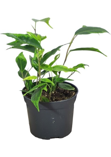 Benjamin 50-60 cm fiyatları