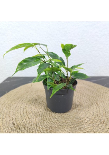 Benjamin 50-60 cm modelleri