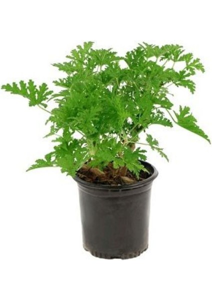 Gül Kokulu Pembe Sardunya Itır 15-25 cm Pelargonium Graveolens