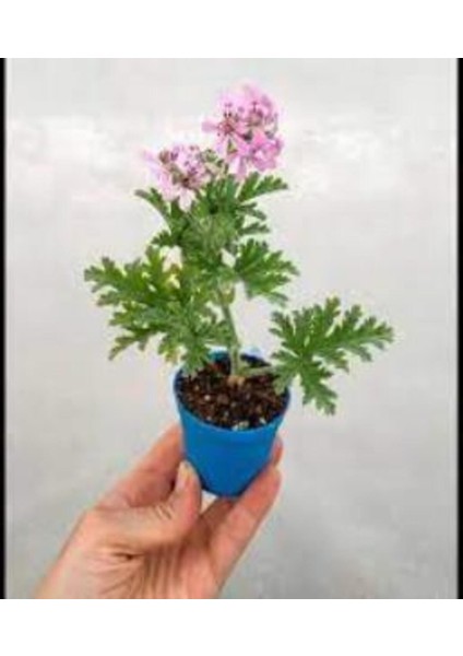 Gül Damlası Gül Kokulu Itır Çiçeği Fidanı 2 Adet 10-20 cm fırsatları