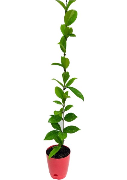 Hoya Pubicalyx 30-40CM Boyunda Kokulu Mum Çiçeği Bitkisi fiyatları