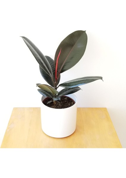 Tek Gövdeli Siyah Kauçuk Bitkisi Ficus Elastica Çiçeği 60-70 cm fiyatları