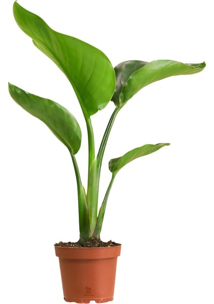 Mini Starliçe Nicolai Cennet Kuşu Dekoratif Salon Bitkisi (40-50 Cm)