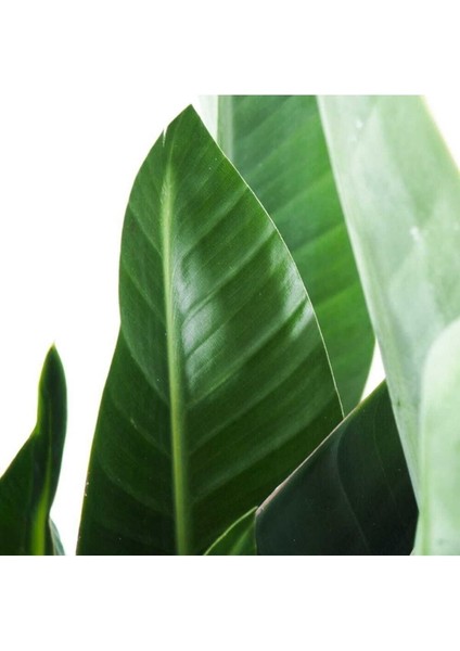 Mini Starliçe Nicolai Cennet Kuşu Dekoratif Salon Bitkisi (40-50 Cm) fiyatları