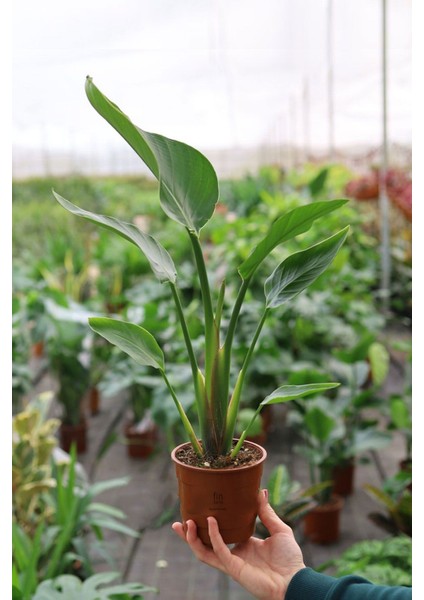 Mini Starliçe Nicolai Cennet Kuşu Dekoratif Salon Bitkisi (40-50 Cm) modelleri