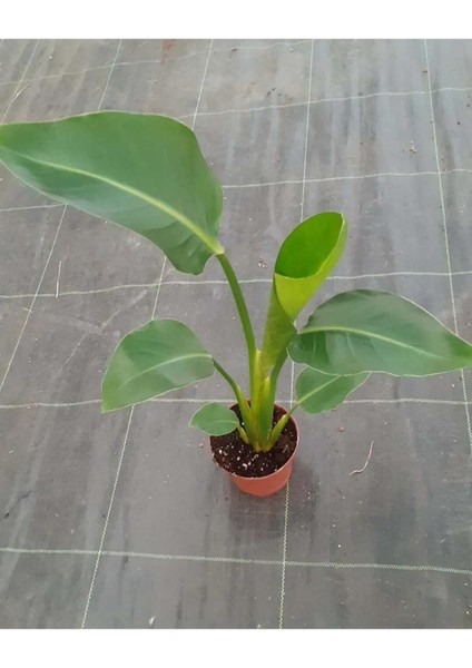 Mini Starliçe Nicolai Cennet Kuşu Dekoratif Salon Bitkisi (40-50 Cm) fırsatları