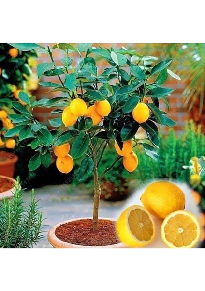 65 cm Bodur Yediveren Limon Ağacı Fidanı, fiyatları