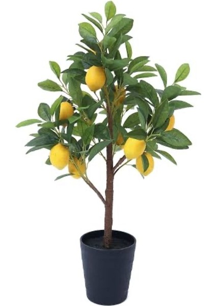 65 cm Bodur Yediveren Limon Ağacı Fidanı, fırsatları