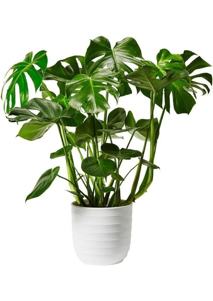 Dolgun Formlu Monstera Deve Tabanı (50-60 Cm) Ithal