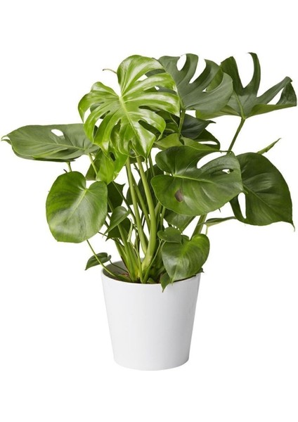 Dolgun Formlu Monstera Deve Tabanı (50-60 Cm) Ithal fiyatları