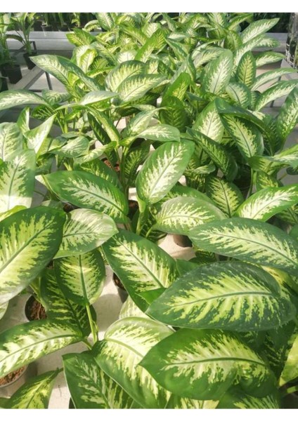 Difenbahya Bitkisi Dieffenbachia Tropic Snow Ev Ofis Salon Bitkisi 40-50 cm modelleri